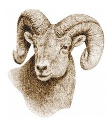RMG3134 Ram