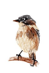 A Tiny Sparrow