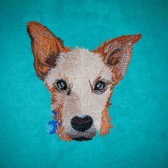 Australian Stumpy Tail Cattle Dog Puppy