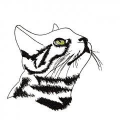 BFC31603 Bronko Billy in Outline