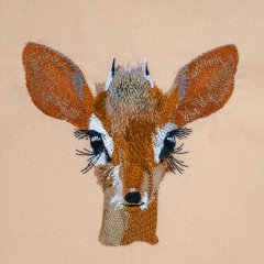 BFC31617 Dik Dik Antelope