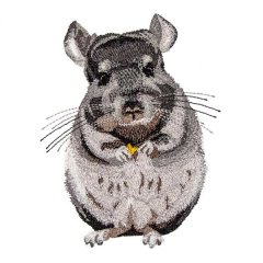 BFC31736 A ChinChilla