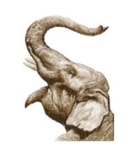 RMG3195 Elephant