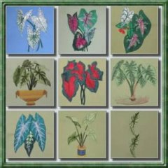 BFC0323 Caladiums