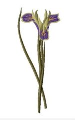 RMG3447 Iris Tuberosa