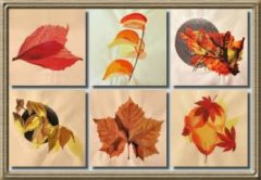 BFC0369 Autumn II