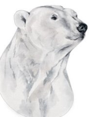 RMG3888 Poppa Bear