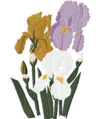 RMG3948  Iris Trio