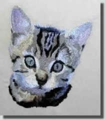 BFC0401 Kittens