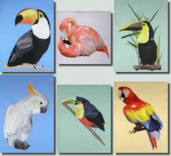 BFC0438 Tropical Birds