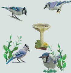 BFC0443 Bluejays