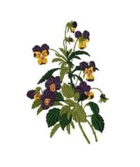 RMG447 Pansies
