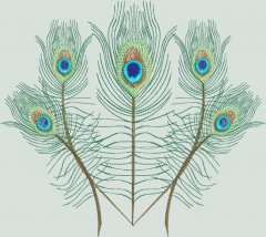 BFC0462 Peacock Feathers