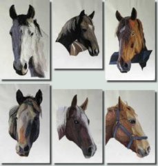 BFC0463 Portraits-Horses