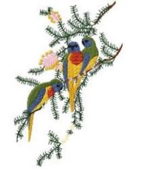 RMG464  Scarlet-Chested Parrots