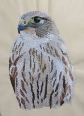 BFC0481 Falcons