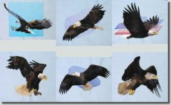 BFC0509 Eagles in Flight