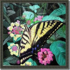 BFC0540 Butterflies