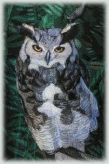 BFC0550 Window - Owl