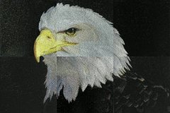 BFC0561 Window-Eagle