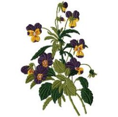 RMG634 Pansy Set
