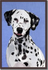 BFC0662 Window - A Dalmatian