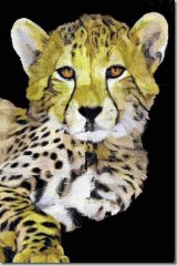BFC0670 Window-Cheetah