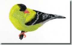BFC0674 Finch No. 1