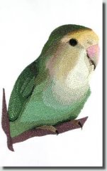BFC0674 Lovebird No. 3
