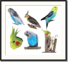 BFC0678 Parakeets and Cockatiels