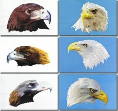 BFC0680 Portraits-Eagles