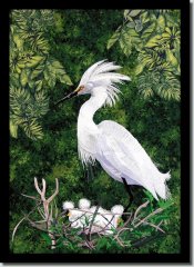 BFC0686 Snowy Egret