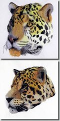 BFC0744 Two Jaguar Portraits