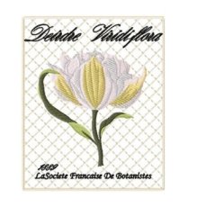 RMG754 Vintage Tulip