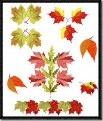 BFC0769 Leaves of Autumn