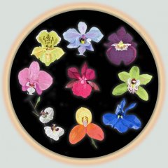 BFC0833 Orchids