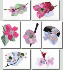 BFC0866 Cherry and Dogwood Blossoms