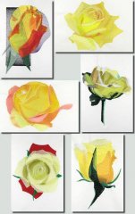 BFC0906 Yellow Roses