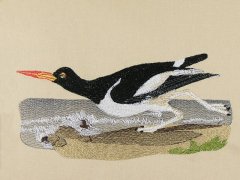 BFC0923 Audubon Water Birds by the Dozen 08