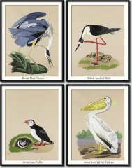 BFC0923 Audubon Water Birds by the Dozen