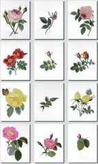 BFC0929 Redoute Roses