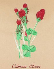 BFC0939 Texas Wildflowers I 09
