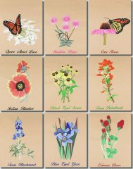 BFC0939 Texas Wildflowers I