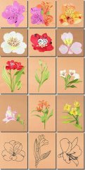 BFC0948 Alstroemeria-Peruvian Lilies