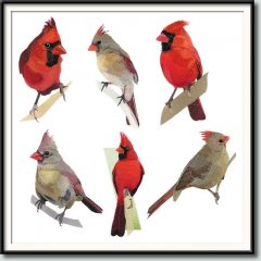 BFC0956 Cardinals II