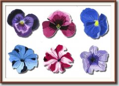 BFC0960 Pansies and Pentunias