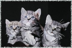 BFC0968 Window-Three Kittens