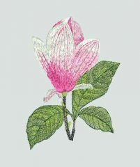 BFC0184 Pink Magnolias