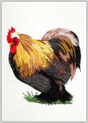 Rooster