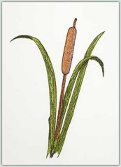 Cat Tail